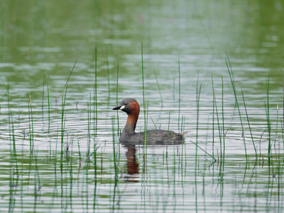 Little Grebe